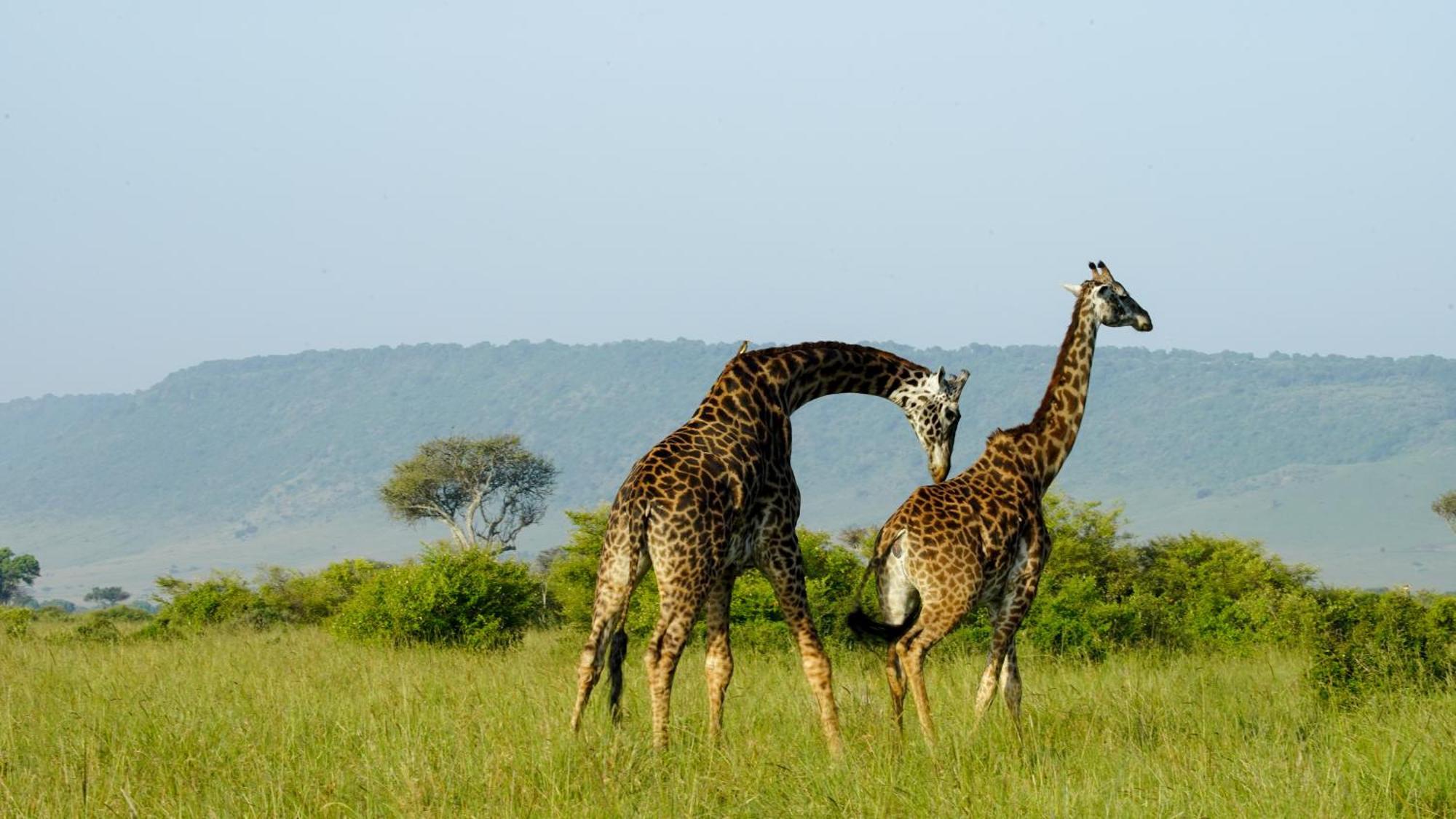 Mara Elatia Camp Maasai Mara Exterior foto
